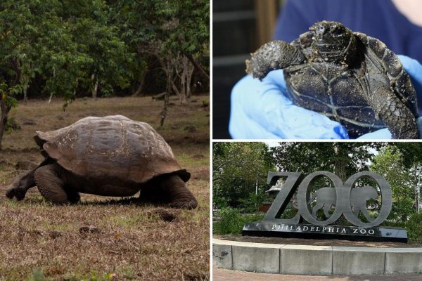 Miracle in Philly! Nearly Century-Old Tortoises Become First-Time Parents