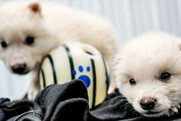 Bringing Back the Dire Wolf: A Genetic Leap Forward or a Superficial Resemblance?