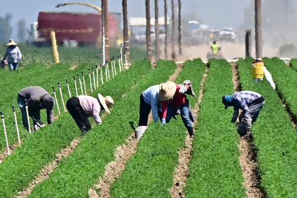 Trump’s Unexpected Immigration Proposal: A Path to Legality for Farm and Hotel Workers?