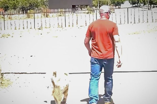 Arizona Toddler’s Incredible 7-Mile Journey: Rescued by a Rancher’s Loyal Dog