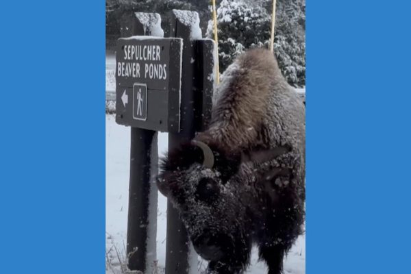 Yellowstone Bison’s Hilarious Itch-Scratching Session!