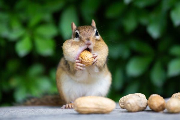 Peanut the Squirrel: Memecoin Mania and a Conspiracy of Silence?
