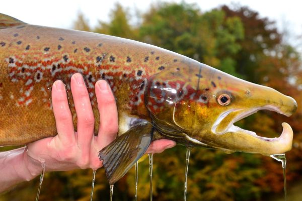 The Shocking Truth: Our Anxiety Meds Are Accidentally Drugging the World’s Fish!
