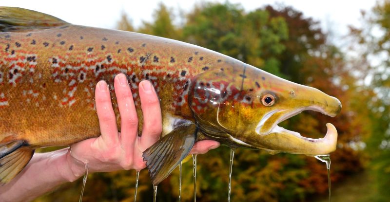 The Shocking Truth: Our Anxiety Meds Are Accidentally Drugging the World’s Fish!