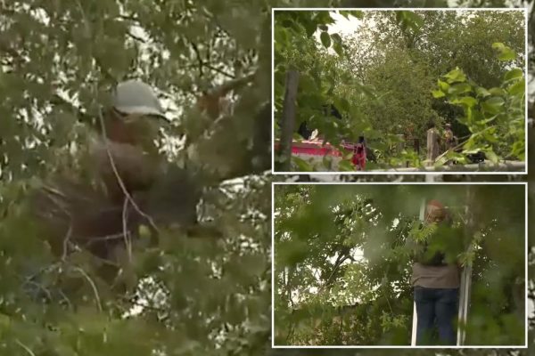 Six Hours in a Tree: The Desperate Measures of Illegal Immigration