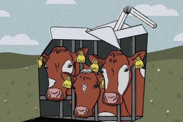 The Hidden Life of a Dairy Cow: A Story of Motherhood, Milk, and Modern Farming