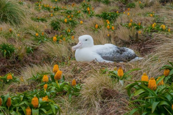 Beyond the Antarctic Peninsula: Exploring the Untamed Subantarctic Islands