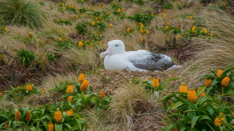 Beyond the Antarctic Peninsula: Exploring the Untamed Subantarctic Islands