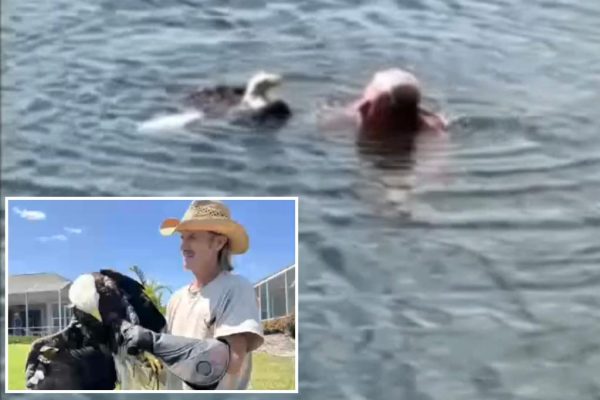 Florida Man Takes on Gator to Rescue Injured Eagle: A True American Hero