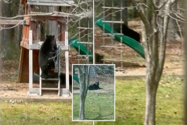 Bear-y Cute! Connecticut Backyard Becomes a Wildlife Playground