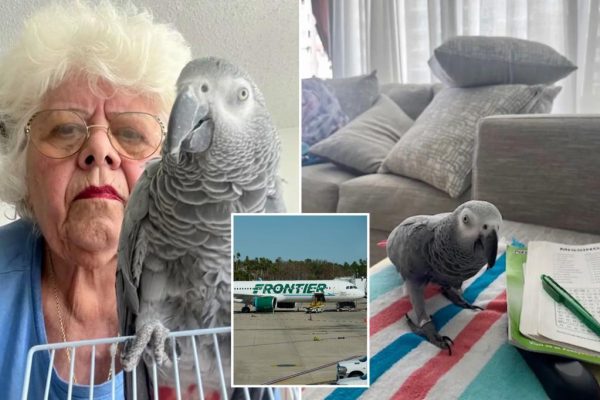 Feathered Friend Fails: 81-Year-Old Stranded in Puerto Rico Over Emotional Support Parrot