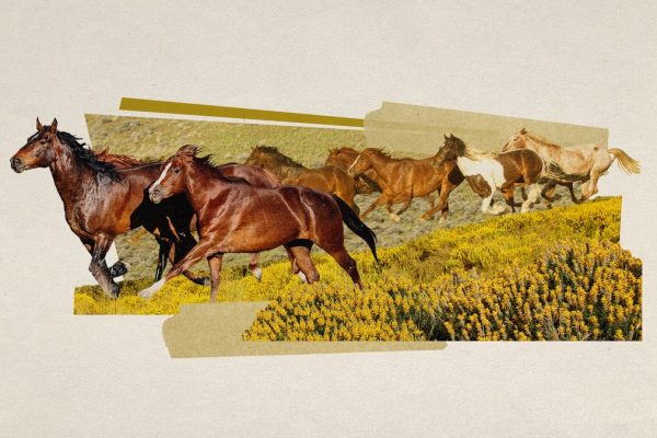 Wild Horses: An Unexpected Weapon in the Fight Against Spanish Wildfires