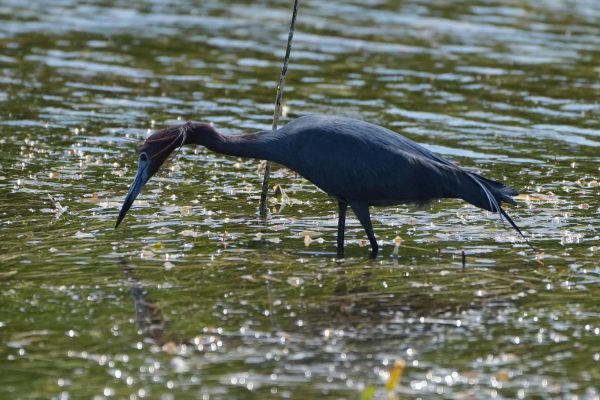 Everglades Restoration: Protecting Florida’s Treasure, One Drop at a Time