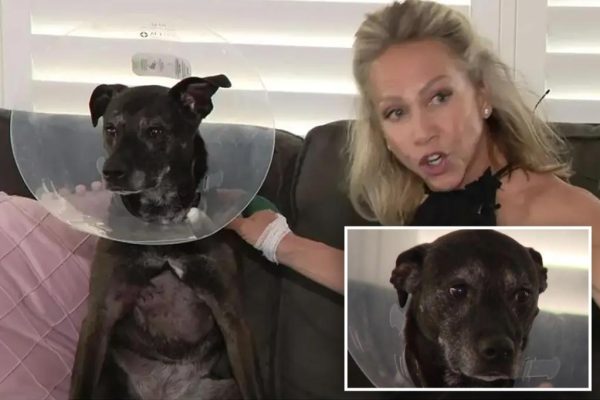 Florida Woman Wrestles Gator to Save Dog: A Tale of Unlikely Heroism