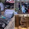 Thirty Cats Rescued from Horrific Conditions Near Long Island Park