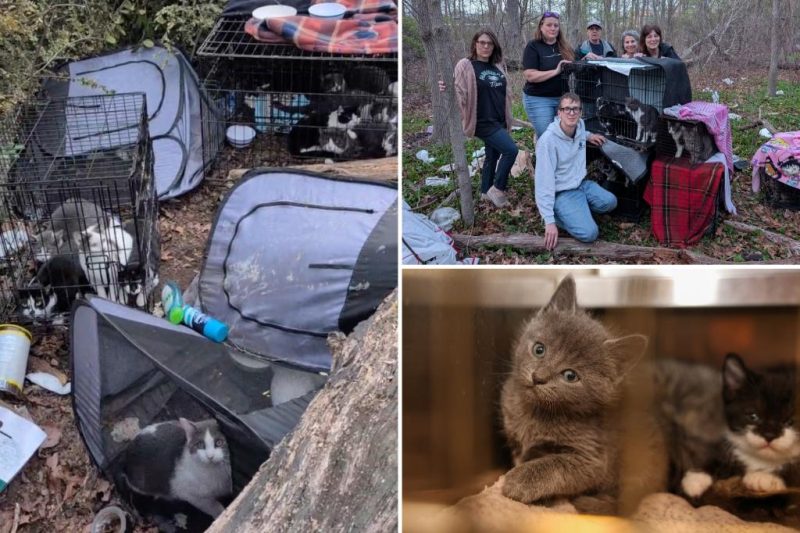 Thirty Cats Rescued from Horrific Conditions Near Long Island Park