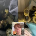 Long Island Geese Tragedy: A Heartless Act on the Highway