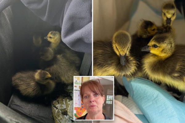 Long Island Geese Tragedy: A Heartless Act on the Highway