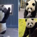 Panda-monium at the National Zoo! Could Baby Pandas Be on the Way?