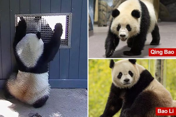 Panda-monium at the National Zoo! Could Baby Pandas Be on the Way?