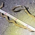 Snake Delays Bullet Train in Japan: A Hiss-terical Transportation Snafu
