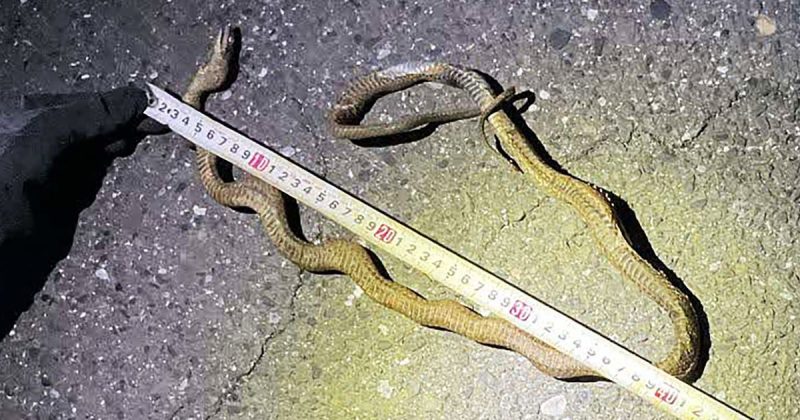 Snake Delays Bullet Train in Japan: A Hiss-terical Transportation Snafu