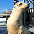 Ronan the Rhythm King: The Sea Lion Who Can Groove Better Than You!