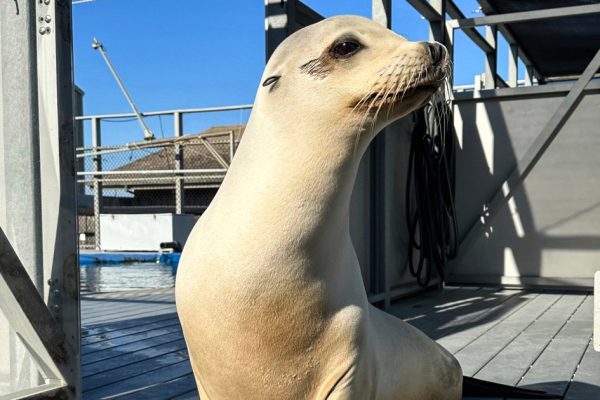 Ronan the Rhythm King: The Sea Lion Who Can Groove Better Than You!