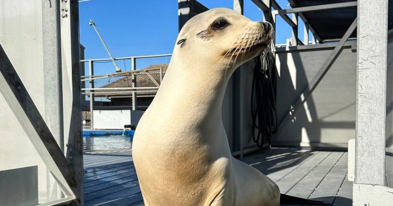 Ronan the Rhythm King: The Sea Lion Who Can Groove Better Than You!