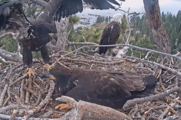 Big Bear’s Famous Eaglets Prepare for Their First Flight!