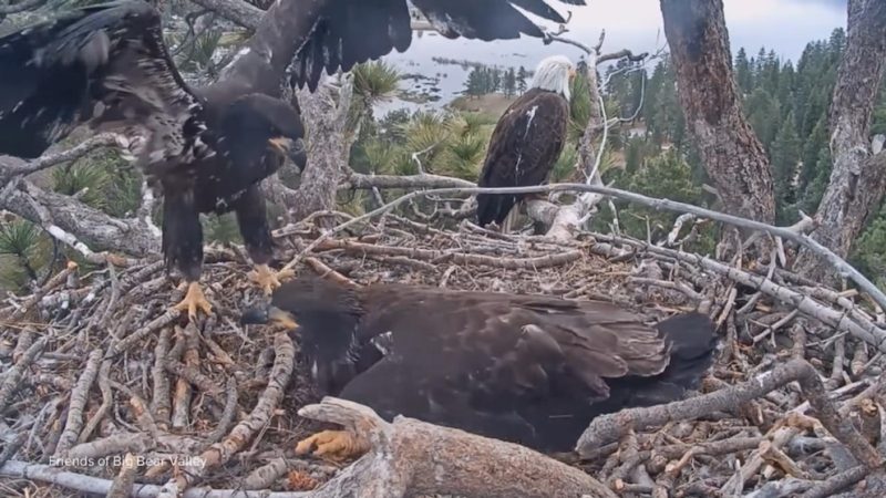Big Bear’s Famous Eaglets Prepare for Their First Flight!