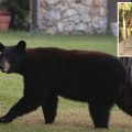 Tragedy in Florida: Elderly Man and Dog Killed in Bear Attack