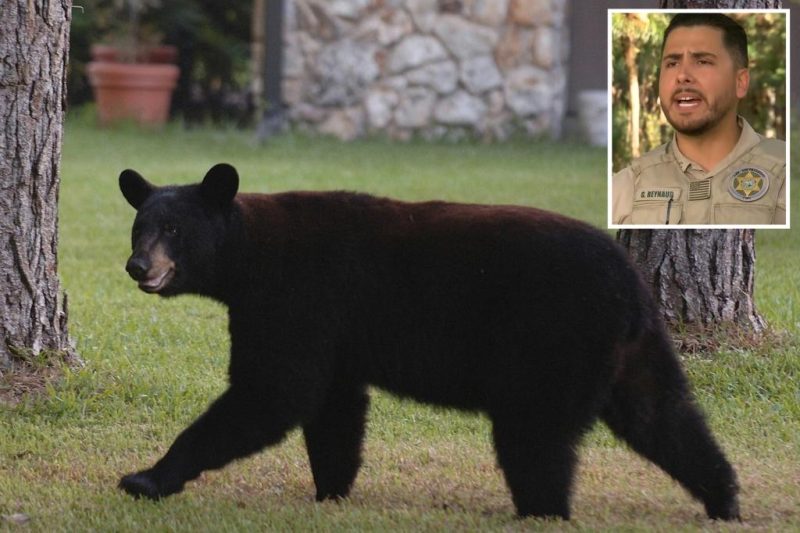 Tragedy in Florida: Elderly Man and Dog Killed in Bear Attack