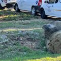 Unexpected Beach Bum: Elephant Seal’s Unexpected Gordon’s Bay Getaway!