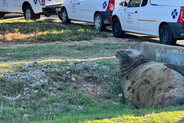 Unexpected Beach Bum: Elephant Seal’s Unexpected Gordon’s Bay Getaway!