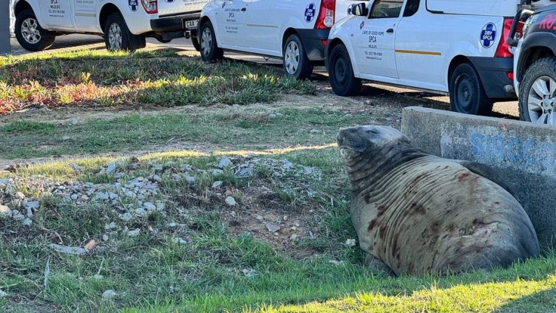Unexpected Beach Bum: Elephant Seal’s Unexpected Gordon’s Bay Getaway!