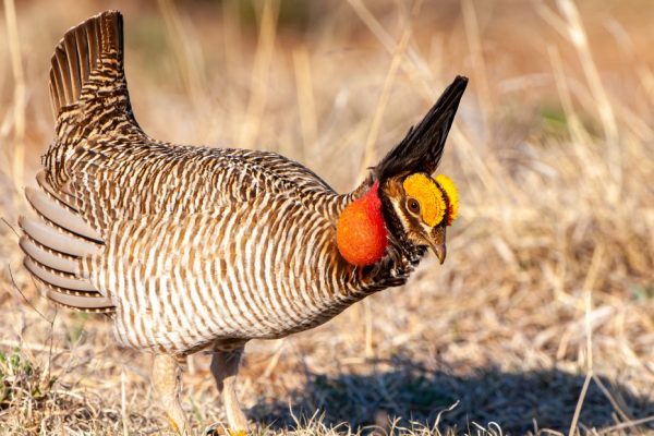 The Lesser Prairie-Chicken’s Fight for Survival: A David and Goliath Story