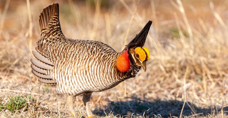 The Lesser Prairie-Chicken’s Fight for Survival: A David and Goliath Story
