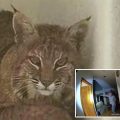 Colorado Deputies’ Hilarious Bobcat Laser Pointer Fail: A Wild Chase Gone Wrong!