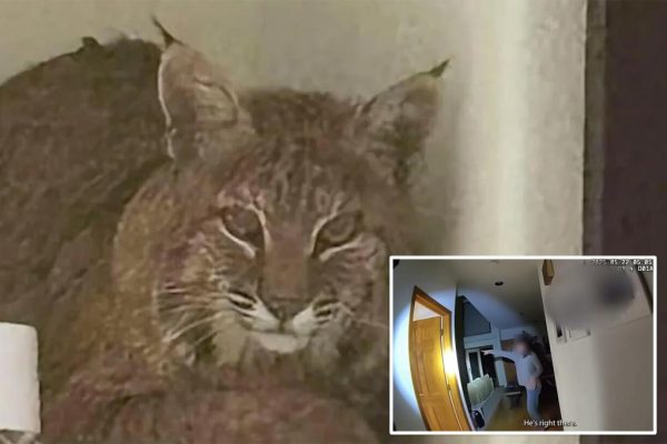 Colorado Deputies’ Hilarious Bobcat Laser Pointer Fail: A Wild Chase Gone Wrong!