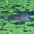 Florida Alligator Attack Claims Woman’s Life During Canoe Trip