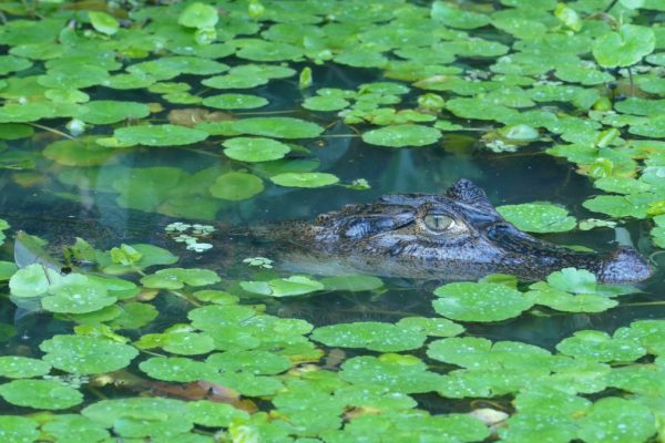 Florida Alligator Attack Claims Woman’s Life During Canoe Trip