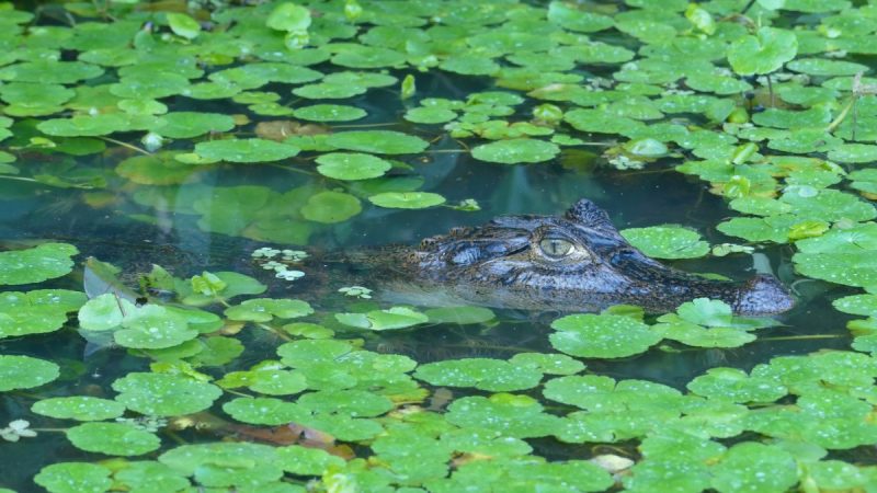 Florida Alligator Attack Claims Woman’s Life During Canoe Trip