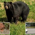 Tragedy in Florida: Bear Attack Leaves Elderly Man and Dog Dead