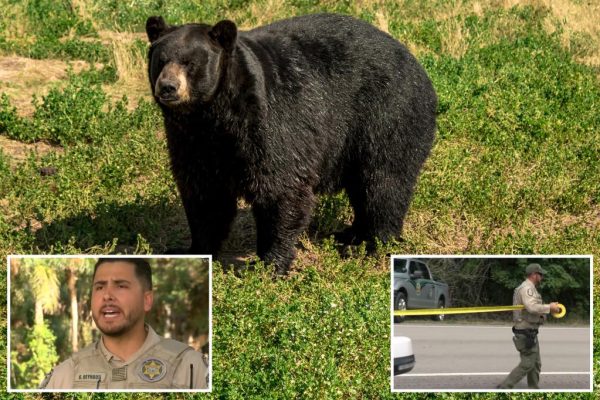 Tragedy in Florida: Bear Attack Leaves Elderly Man and Dog Dead