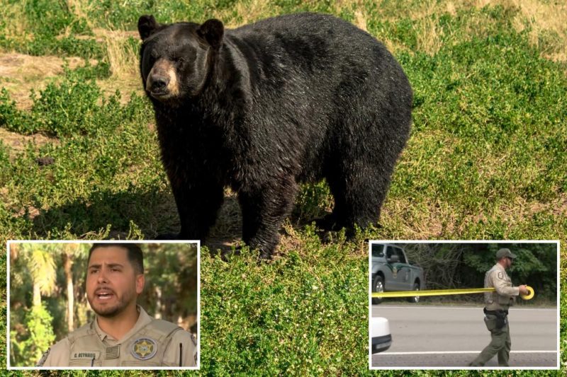 Tragedy in Florida: Bear Attack Leaves Elderly Man and Dog Dead
