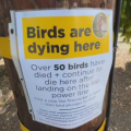Dead Birds in Northern California: A Feather-Raising Mystery