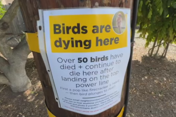 Dead Birds in Northern California: A Feather-Raising Mystery
