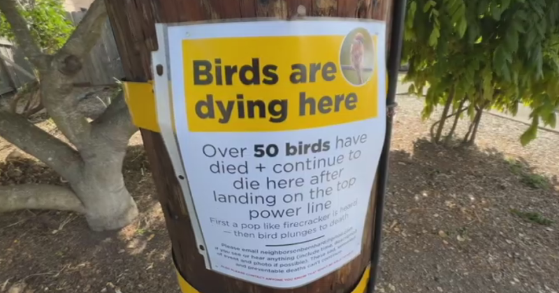 Dead Birds in Northern California: A Feather-Raising Mystery