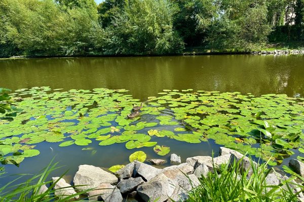 Texas Landscaper Tragically Dies After Lawn Mower Accident